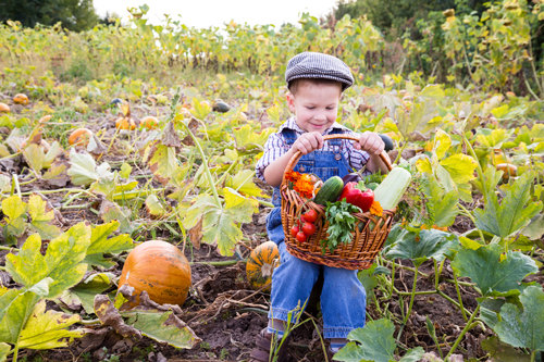 Small Child on a Farm