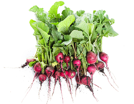 Fresh Radishes