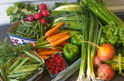 Harvest Share Box Contents