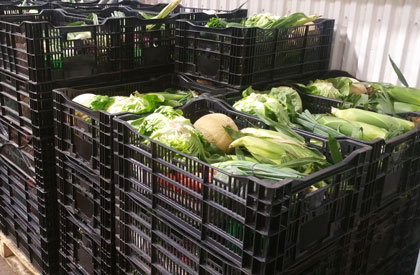 Harvest Share Boxes Ready for Delivery