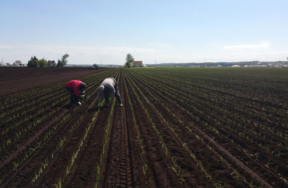 Checking Plants at Carron Farms