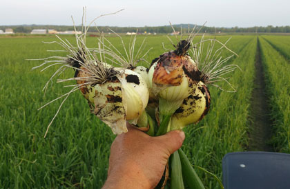 Getting Onions Ready for Harvest