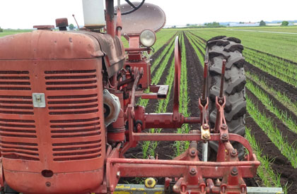 Row-tilling in Holland Marsh